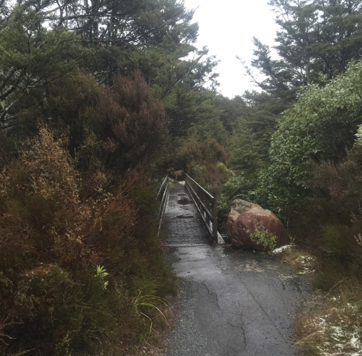 Wild Deer, Tongariro National Park